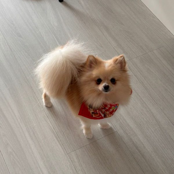 Tutora Jéssica, pet Neve