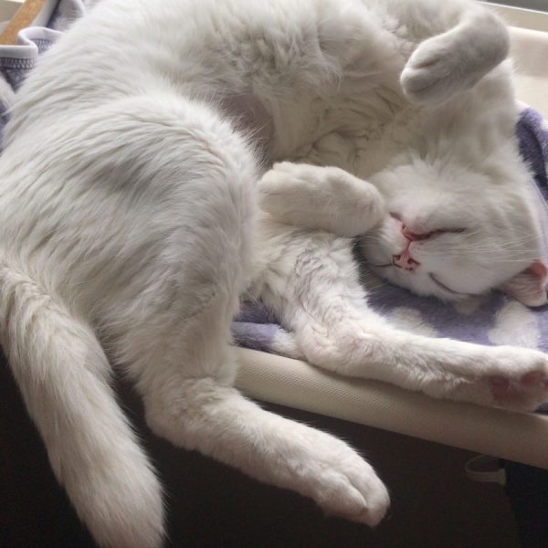 Tutora Nicole, pet Migue