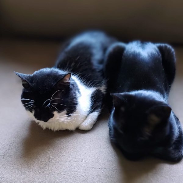 Tutora Vanilde, gatinho todo preto é o Gilberto Gil e o gatinho branco com preto o Belchior