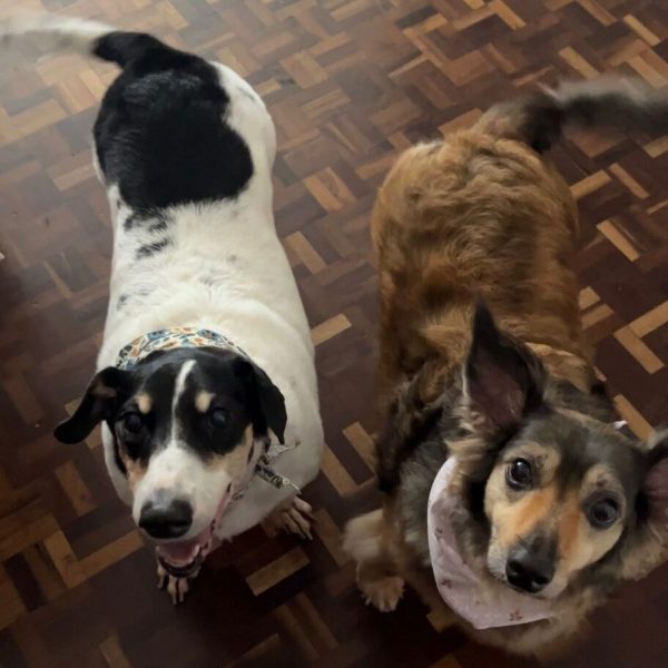 Tutora Vivian, pets Lollapalooza (caramelo) e Poliana (branca com preto)